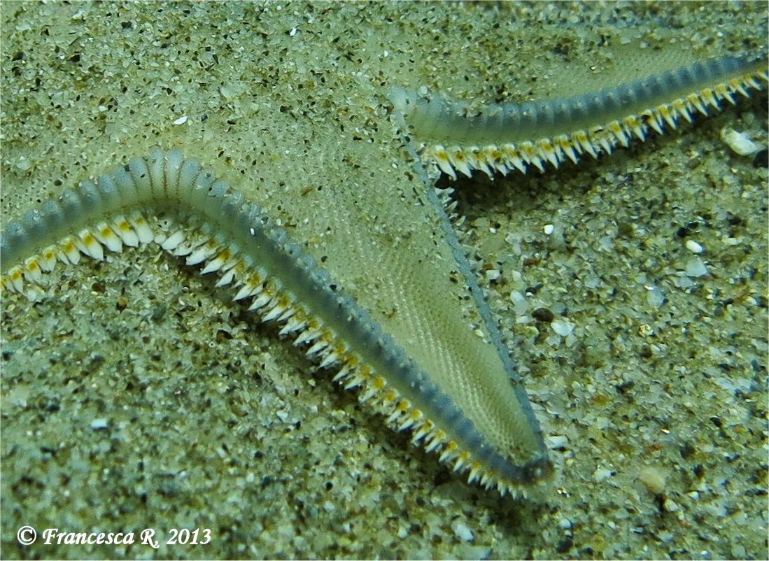 Astropecten jonstoni dalla Calabria